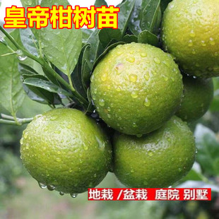 早熟皇帝柑苗正宗广东德庆肇庆贡柑橘贡橘子果树苗当年结果常绿