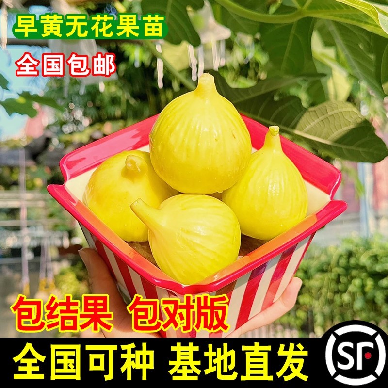 新疆早黄无花果苗四季盆栽
