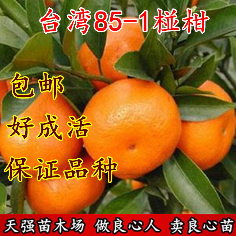 大果台湾85-1巨型椪柑苗无核椪柑嫁接芦柑桔子树苗当年结果早晚熟