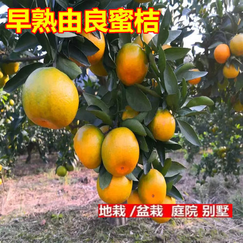 浙江早熟由良蜜桔苗柑橘黄
