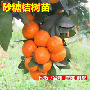 砂糖桔树苗 嫁接早熟新品种金秋沙糖橘 桔子橘子苗盆栽庭院果树苗