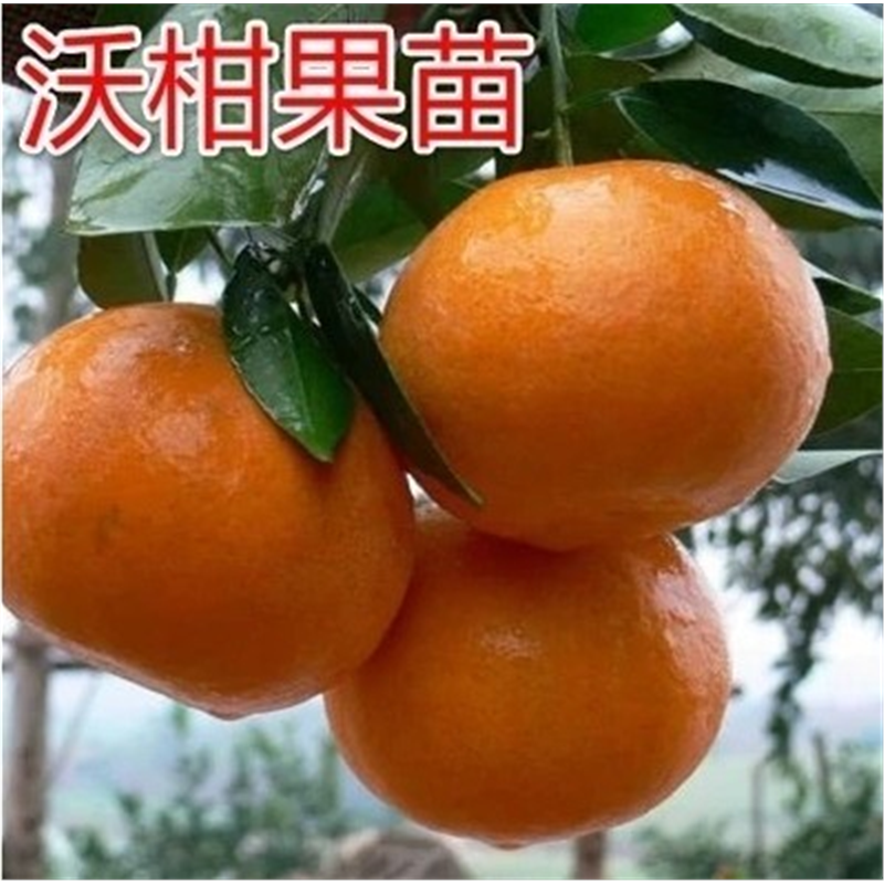沃柑树苗无籽沃柑苗 091无核 香橙头钻木嫁接橘子苗盆栽地栽柑橘
