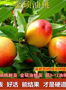 特大油桃树苗金硕郑3-12