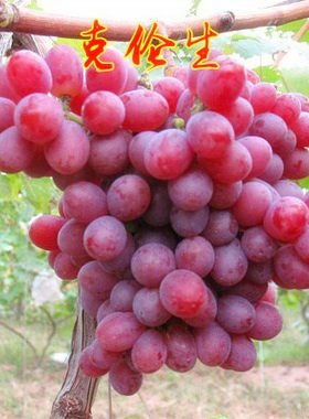 克伦生无核葡萄苗嫁接红