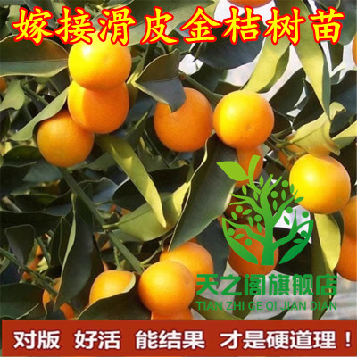 橘子树苗金桔滑皮融安枣