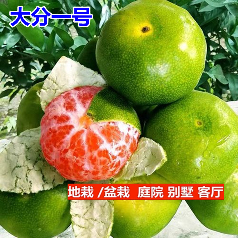 大分一号柑橘树苗果当年结