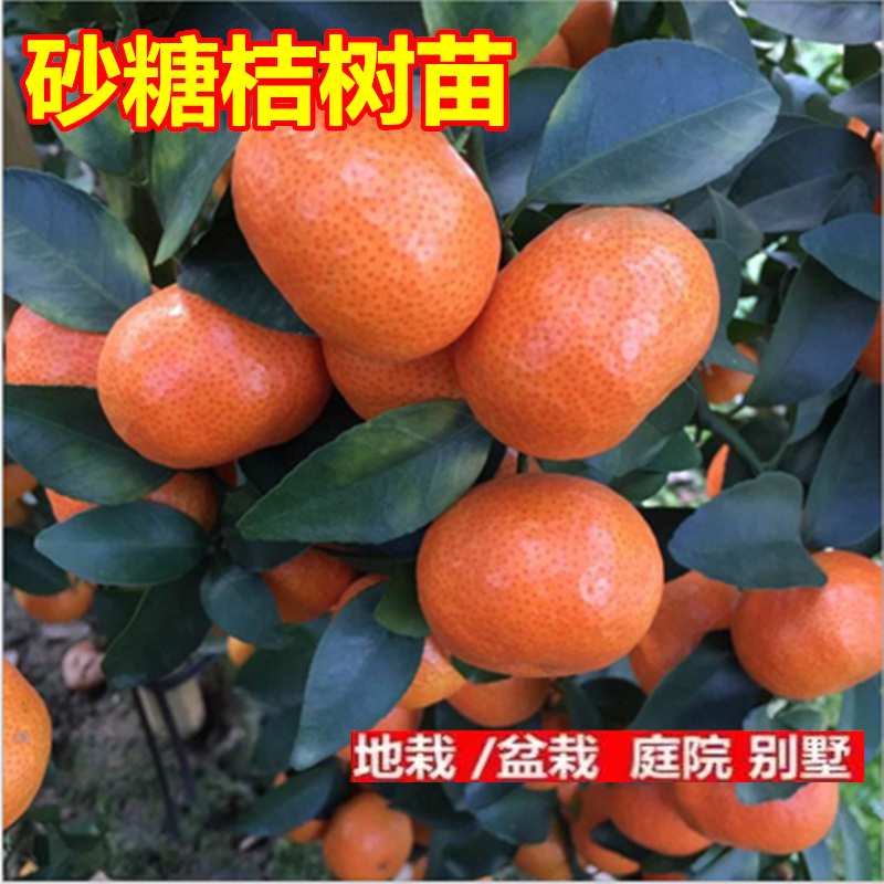 砂糖桔树苗嫁接早熟新品