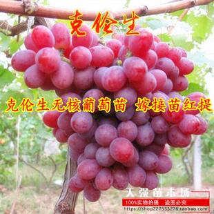 克伦生无核葡萄苗 嫁接苗红提克瑞森葡萄树苗晚熟 新品种果树苗