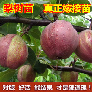 果树梨树苗嫁接盆栽地栽香酥梨特大早熟新品种南北方种植当年结果