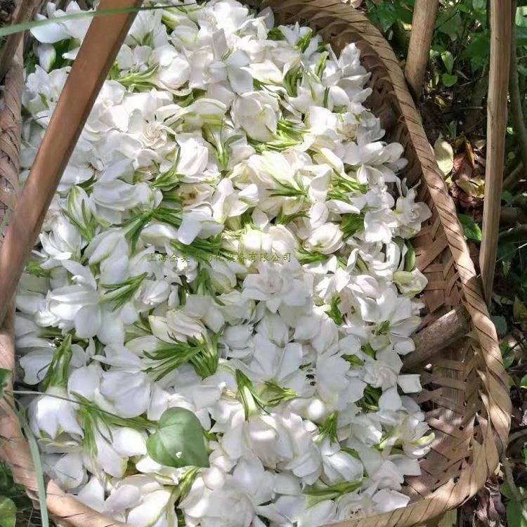 纯露蒸馏设备橙花纯露精油设备 纯露机