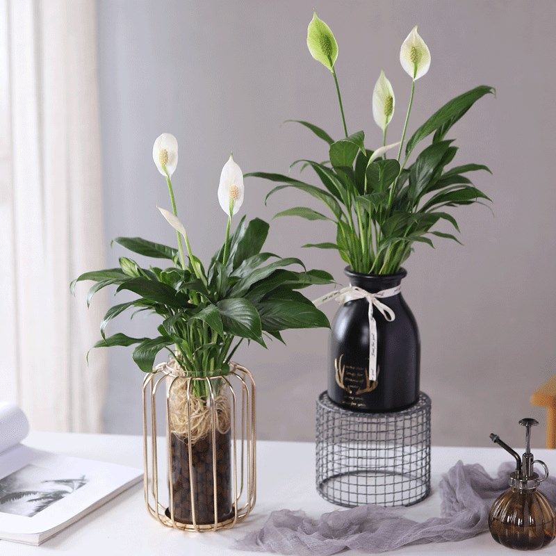 心森岚美酒白掌花卉一帆风顺绿植水培好养室内水养客厅植物盆栽