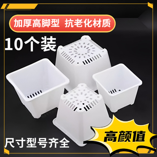 黑色多肉花盆景天小方盆单头老桩景天盆多肉小方盆塑料小白方加厚