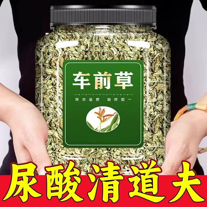 野生车前草中药材500正品新鲜k干货泡茶车钱草中药泡水车前草茶喝