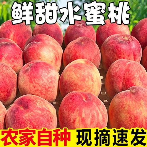 正宗水蜜桃新鲜桃子现摘应当季水果整箱脆甜毛桃现货当季红蜜桃