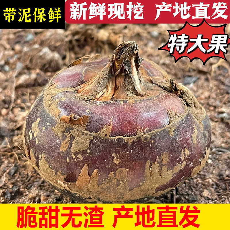 湖北特产马蹄新鲜带泥大个马蹄现挖荸荠脆甜当季水果蔬菜马蹄包邮
