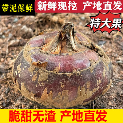 湖北特产马蹄新鲜带泥大个马蹄现挖荸荠脆甜当季水果蔬菜马蹄包邮