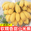 正宗广西小米蕉9斤香蕉新鲜水果整箱当季小香蕉自然熟苹果粉蕉5