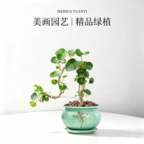 福禄桐钱多多造型盆景好养常青