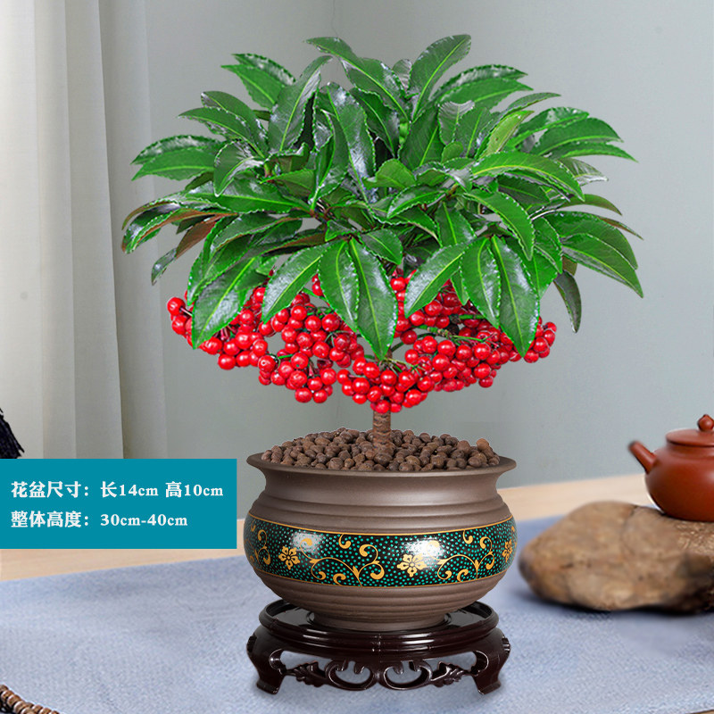 好养的花耐寒富贵子花卉室内植物桌面绿植