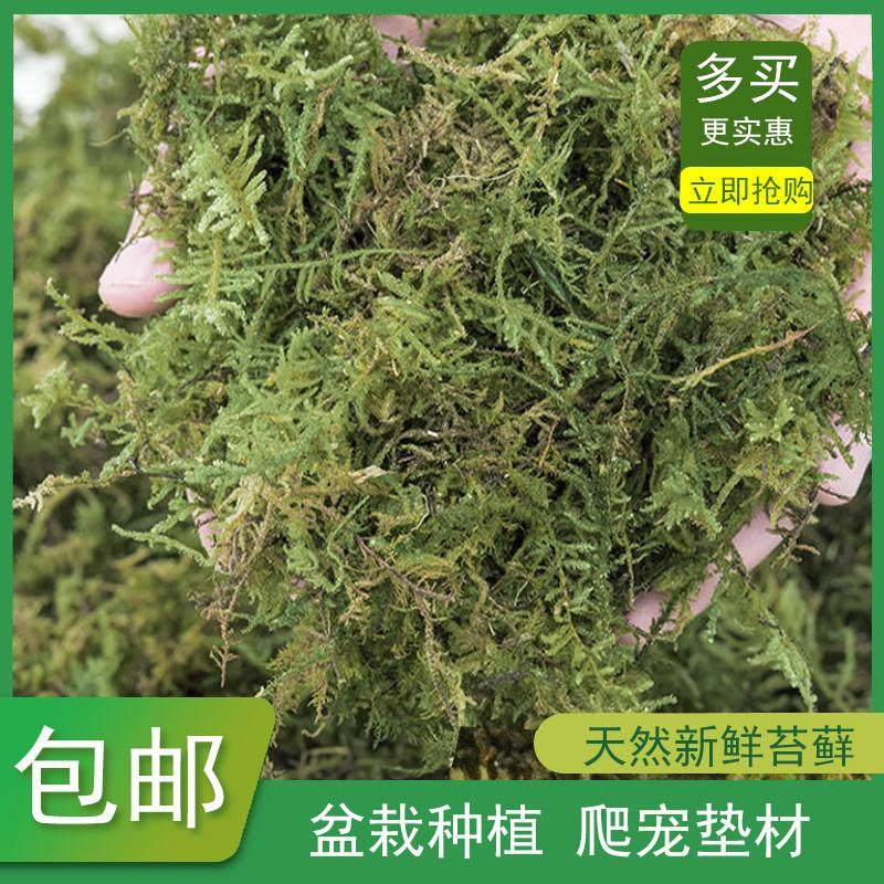 慢朴人干苔藓青苔蝴蝶兰花石斛种植营养土水苔育苗嫁接垫材椰土