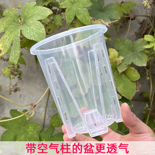 空气柱控根盆透明青山兰花水苔蝴蝶兰专用花盆塑料透气镂空兰花盆