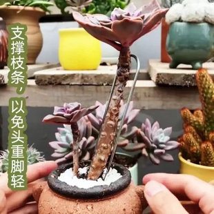 多肉悬崖桩老桩固定器月季 压枝神器固定U型尖头铁丝地钉园艺花架