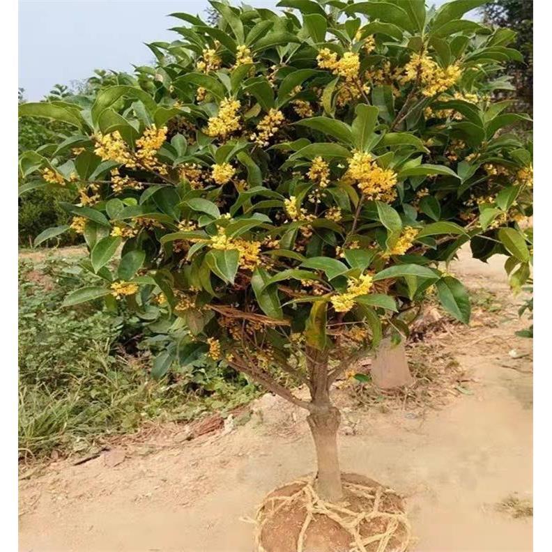 新品桂花树苗八月金桂丹桂嫁接桂花盆栽地栽沉香桂花苗桂花苗庭院
