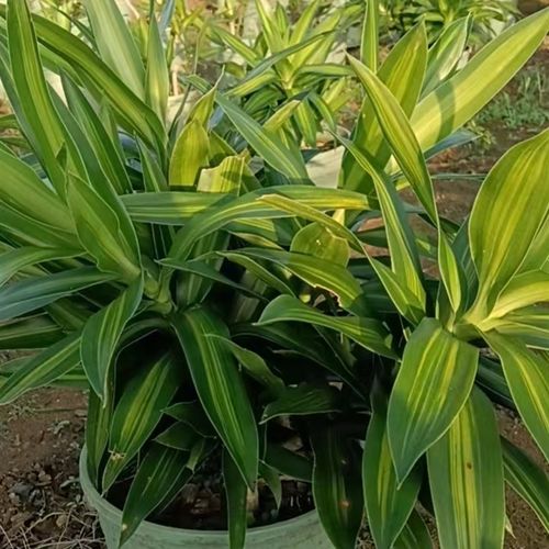 金心百合竹小颗绿植室内阳台摆放网红懒人植物办公室美化环境种植