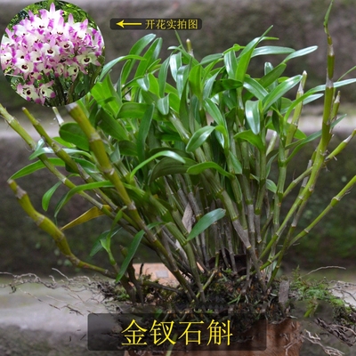蓓莅赤水金钗石斛石斛盆栽苗花卉