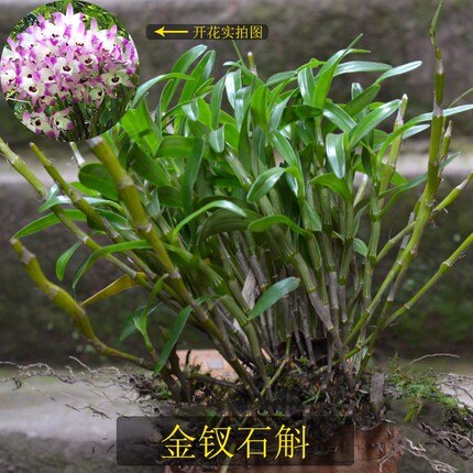 贵州赤水金钗石斛苗石斛盆栽苗每年都会开花杆子可食用花可以泡水