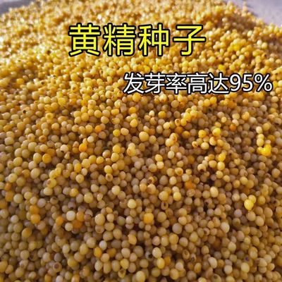 黄精种子药材种籽鸡头黄精不倒苗