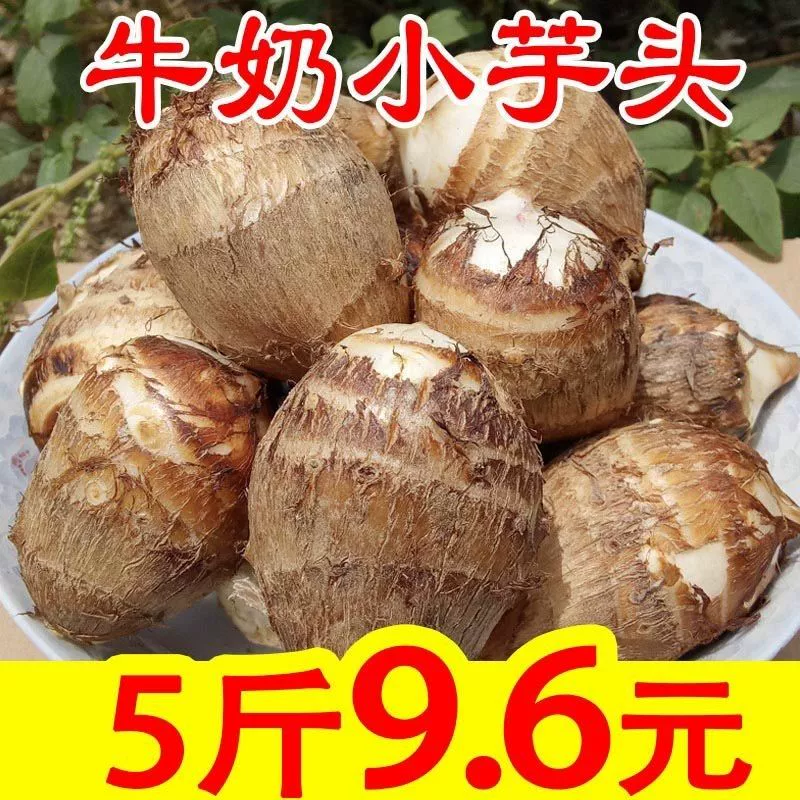 现挖芋头云南新鲜牛奶小芋头9斤毛芋头香芋应季芋头芋艿粉糯包邮