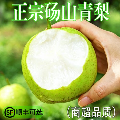 正宗砀山梨当季现摘整箱