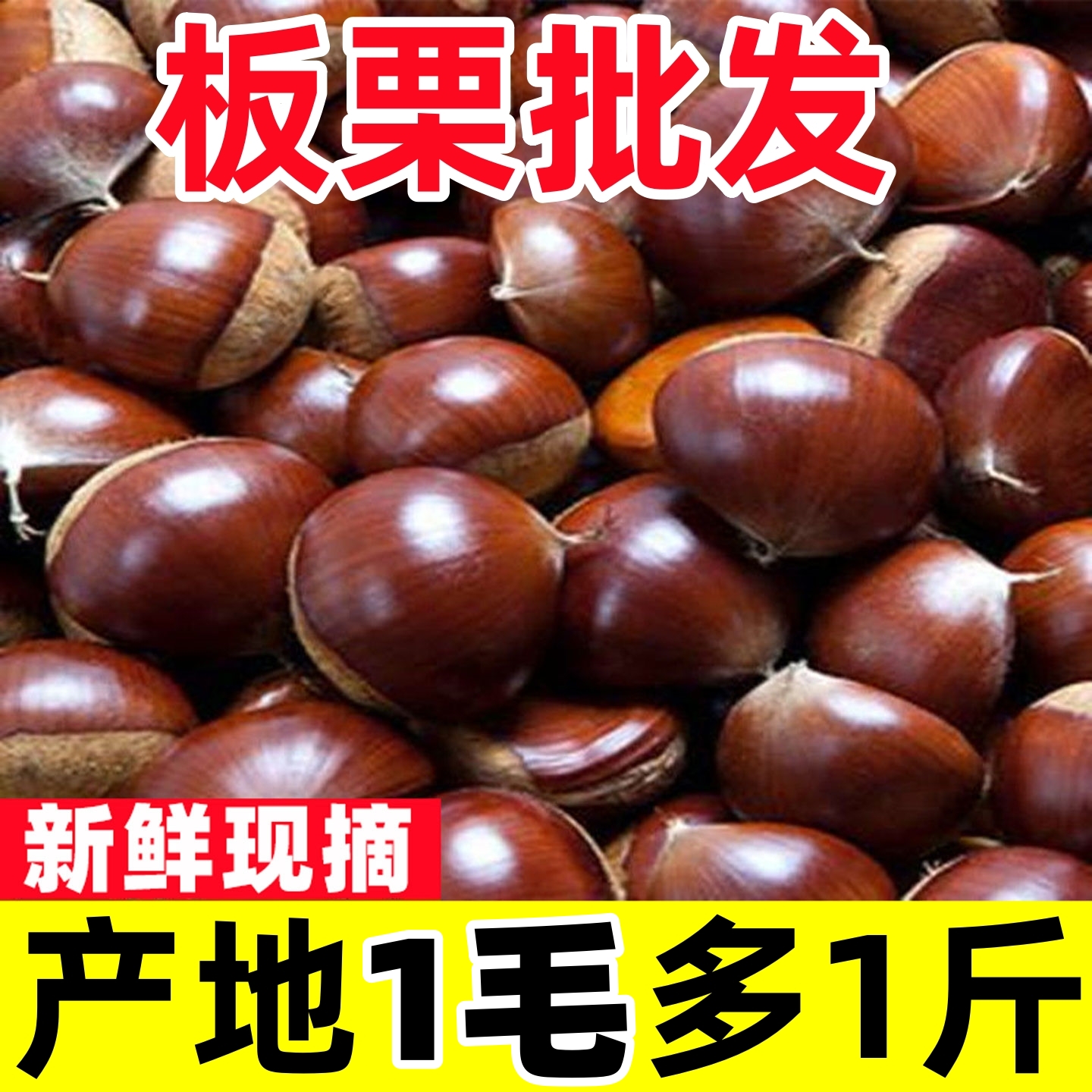 板栗生新鲜当季野生板栗