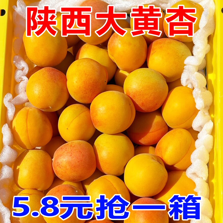 陕西大黄杏子新鲜水果5斤当季特大巨蜜金太阳杏酸甜杏子整箱现摘