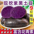 云南紫皮土豆新鲜黑土豆黑美人黑金刚紫马铃薯乌洋芋土豆现挖现发