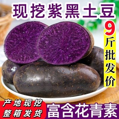 紫土豆黑土豆黑金刚迷你小