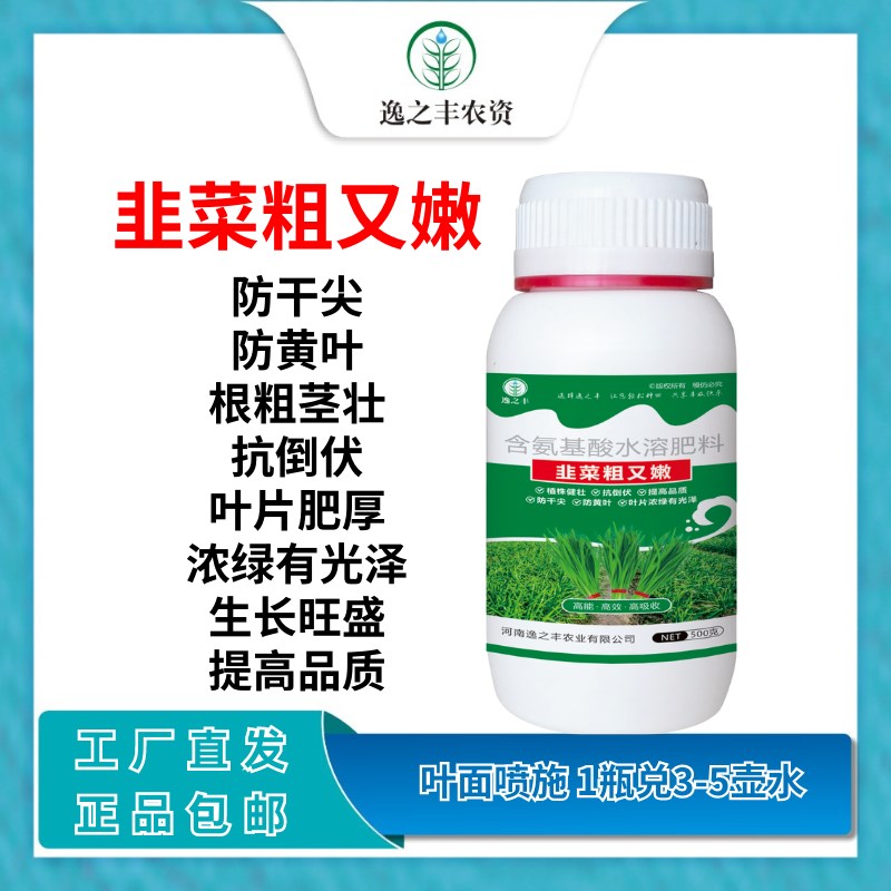 韭菜粗又嫩叶绿厚叶面肥韭菜粗又壮抗倒伏黄叶干尖卷X叶根壮植株