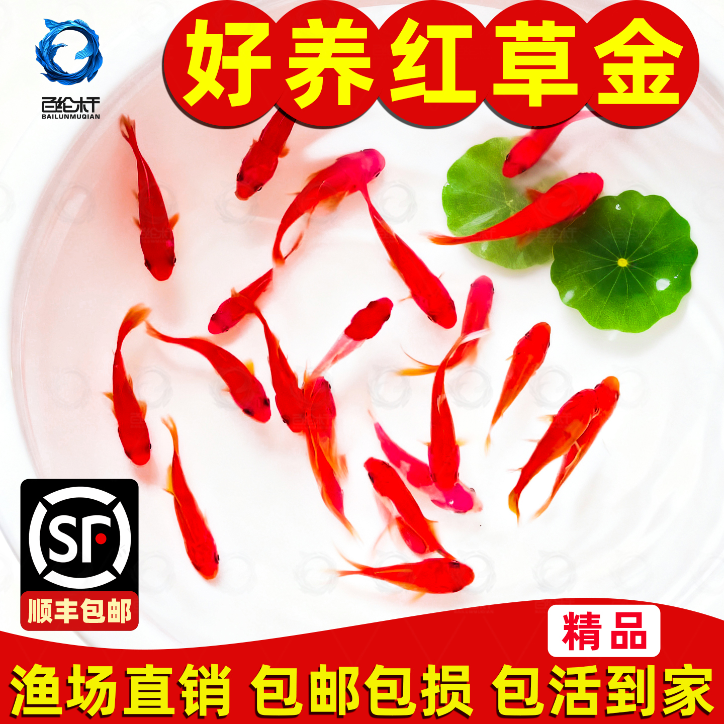 草金鱼活鱼锦鲤鱼苗观赏鱼淡水鱼冷水鱼小型耐活活体小金鱼红草金