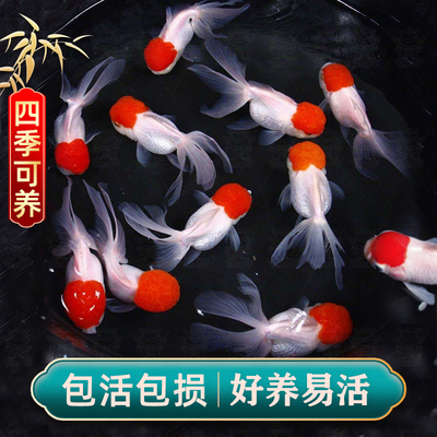 鸿运当头观赏鱼鹤顶红小金鱼活鱼丹顶红冷水鱼淡水好养耐活活体