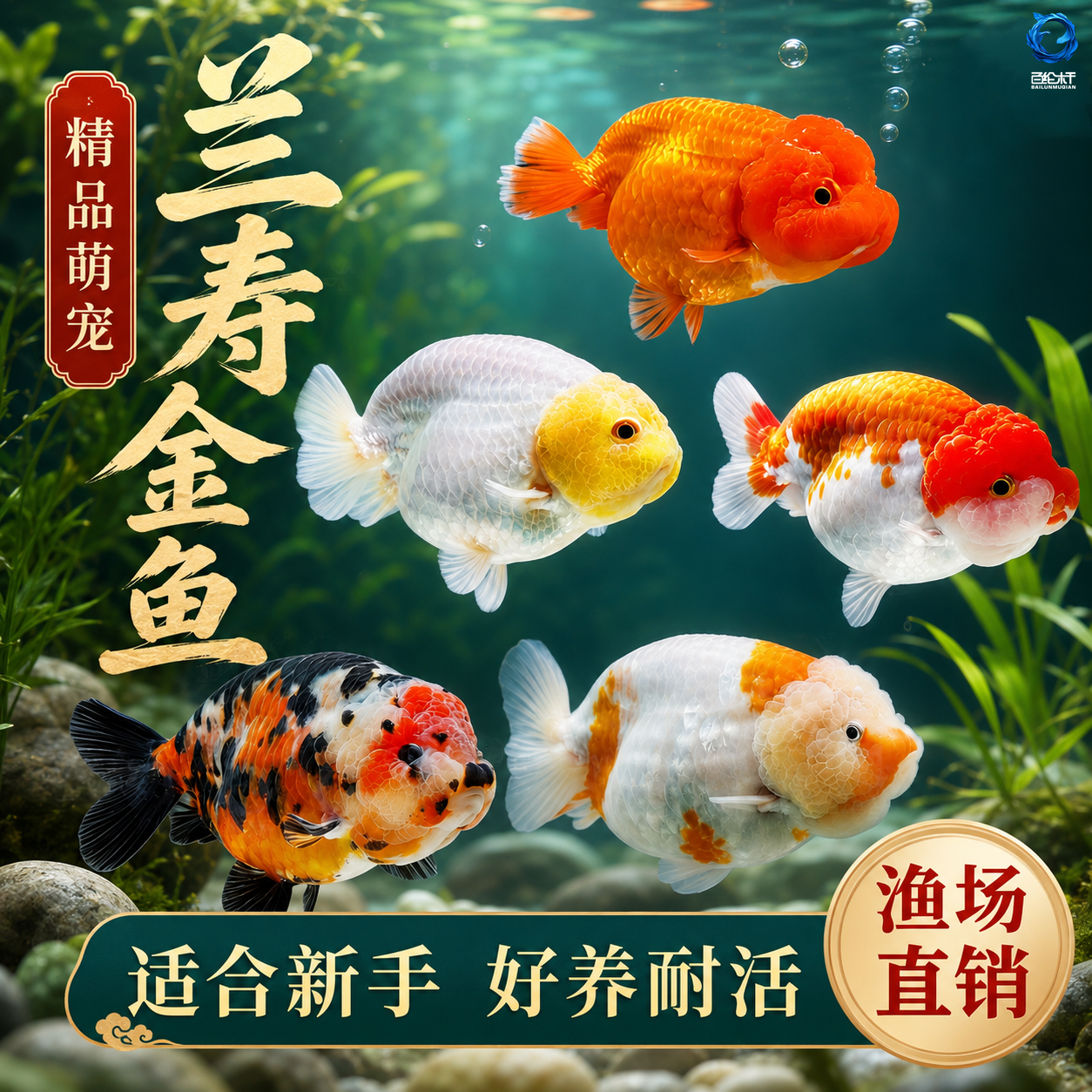 精品兰寿金鱼冷水鱼鱼缸观赏鱼活体小金鱼好养耐活金鱼奶牛兰寿