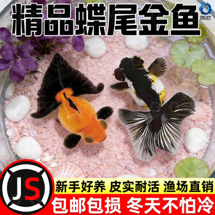 龙睛金鱼冷水观赏鱼大眼黑金鱼苗墨龙睛鱼好养耐活蝶尾金鱼活鱼