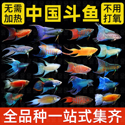 中国斗鱼活体活鱼冷水淡水观赏鱼鱼苗耐养不打氧小型鱼好养活鱼