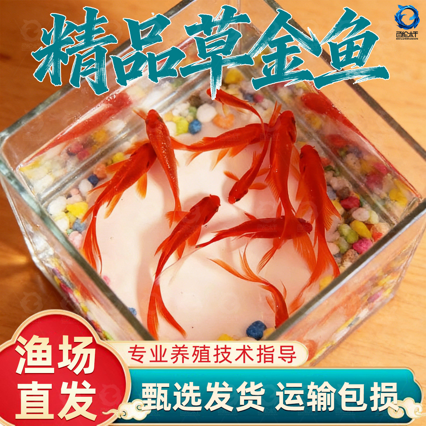草金鱼活鱼锦鲤鱼苗观赏鱼淡水鱼冷水鱼小型耐活活体小金鱼红草金,宠物/宠物食品及用品,其它水族宠物,淘宝优惠券,粉丝福利购,淘宝优惠卷