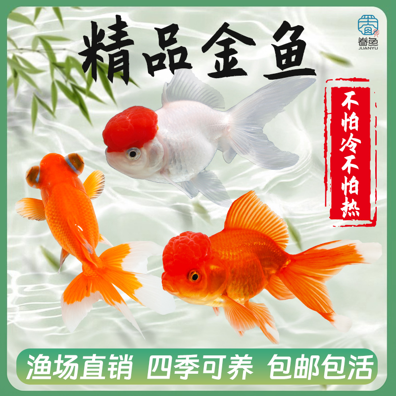 观赏鱼鸿运当头鹤顶红金鱼活体鱼苗冷水小鱼淡水好养国狮金鱼活鱼