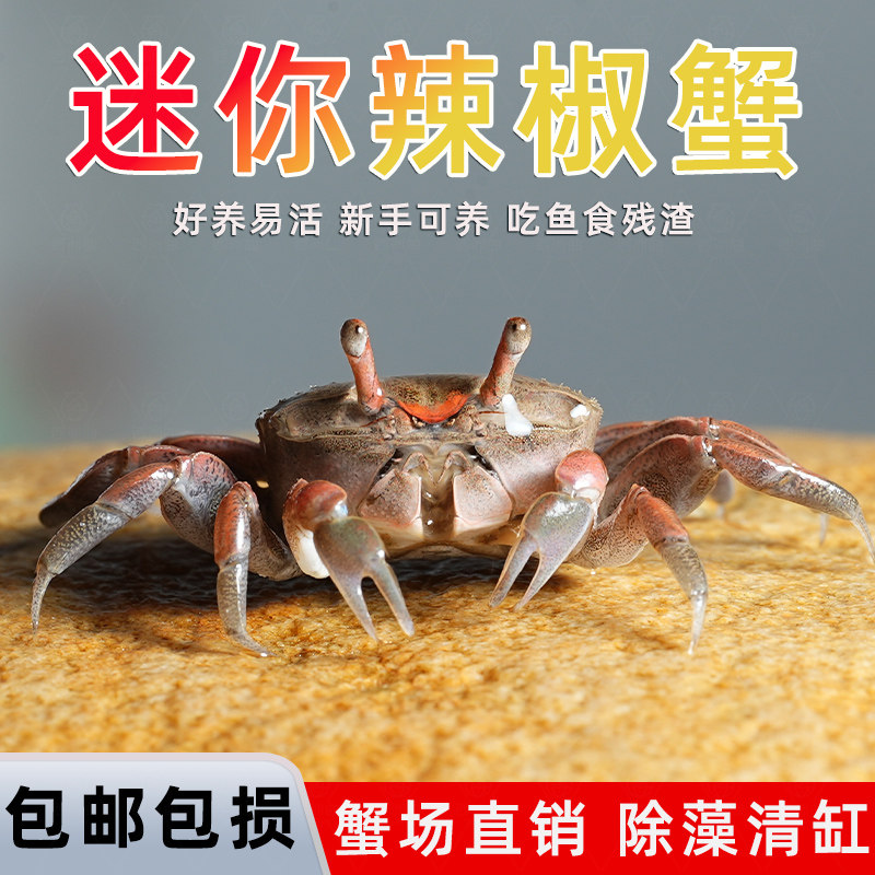 迷你辣椒蟹观赏蟹活体宠物螃蟹深水淡水蟹鱼缸爬宠除藻粪便工具蟹,宠物/宠物食品及用品,观赏虾蟹等饲料,淘宝优惠券,粉丝福利购,淘宝优惠卷