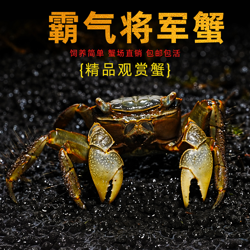 将军蟹活体淡水观赏蟹虾水陆招潮蟹迷你蟹蝴深水蝶蟹豹点蟹樱桃蟹
