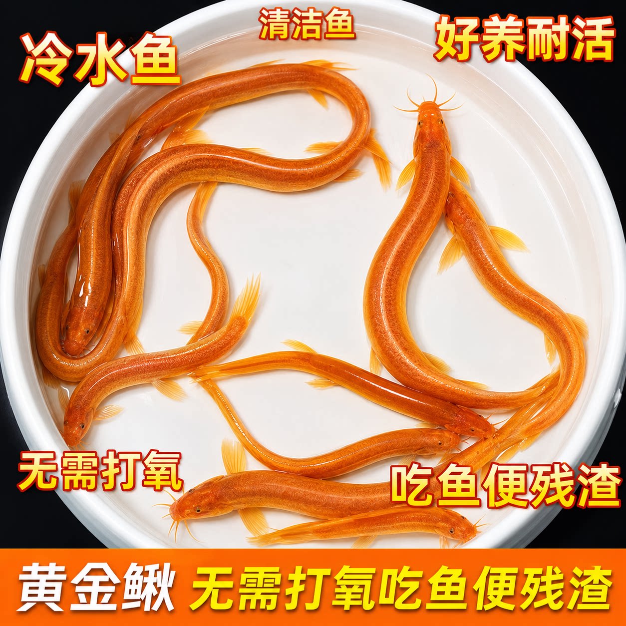 黄金泥鳅苗观赏鱼冷水淡水免打氧好养耐活鱼缸除藻清洁工具清道夫