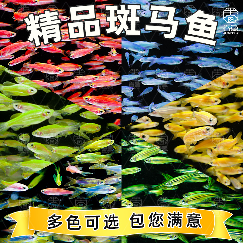 七彩糖果大斑马鱼活鱼淡水冷水好养耐活灯科鱼小型热带鱼苗观赏鱼