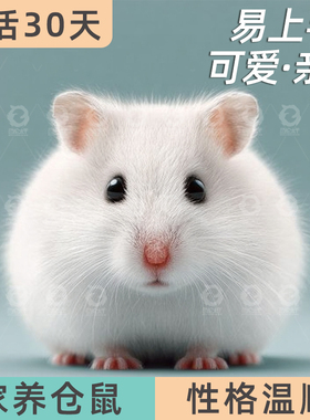 网红小仓鼠活物家养萌宠金丝熊一对银狐布丁紫仓奶茶公婆苍鼠活体